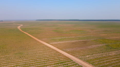A-panoramic-aerial-view-of-a-reforestation-field-in-Argentina,-showcasing-the-lush-green-bonus-of-newly-planted-trees,-contributing-to-carbon-capture-and-environmental-sustainability