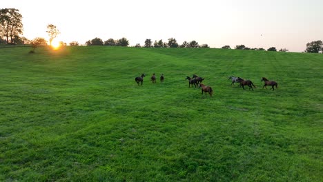 Horses-running-in-pasture-during-golden-sunset-on-summer-day