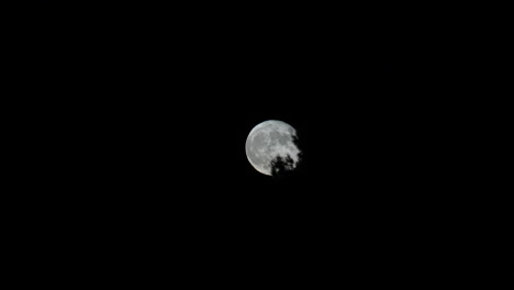 Voller-September-2023,-Der-Blaue-Mond-Zoomte-Detailliert-Durch-Die-Bäume