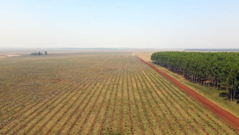 Bono-Verde,-Campo-De-Reforestación-En-América-Del-Sur