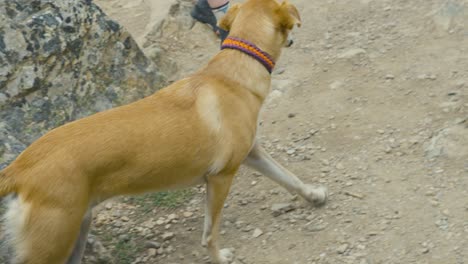 A-brown-dog-in-Jasper-National-Park-in-Canada
