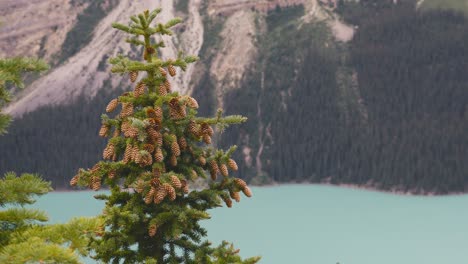 A-shot-of-a-pine-tree-and-with-huge-mountains-in-the-background,-in-the-area-of-Peyto-Lake-in-Banff-National-Park-in-Canada-on-a-cloudy-day