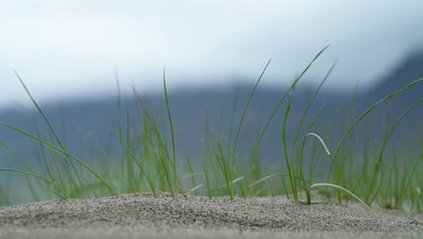 Grünes-Gras-Wiegt-Sich-Im-Wind-Auf-Sand-Mit-Vulkanlandschaft-Im-Hintergrund,-Island---Nahaufnahme