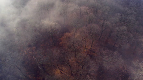 Aerial-shot-above-a-foggy-forest-with-leafless-trees-lit-by-little-sunlight-in-late-autumn