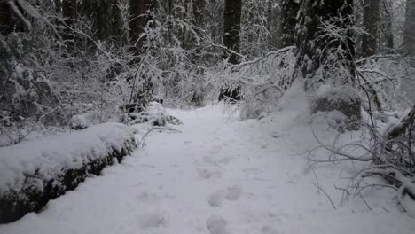 Following-along-a-narrow-snow-covered-foot-path,-winter,-dense-forest,-aerial