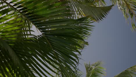 Nahaufnahme-Von-Kokosnussblättern-Auf-Einer-Tropischen-Insel-An-Einem-Sonnigen-Und-Windigen-Morgen