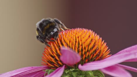 Front-of-a-bumblebee-collecting-pollen-from-an-orange-cone-flower
