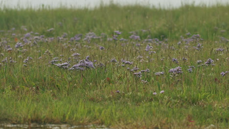 Static-medium-wide-shot-of-a-flower-field-with-violet-flowers-near-the-shore-of-the-north-sea