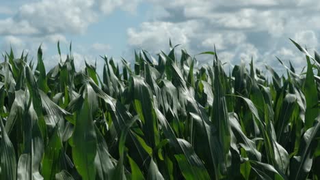 Green-corn-leaves-swaying-in-wind-in-sunlight-against-sky,-slow-motion
