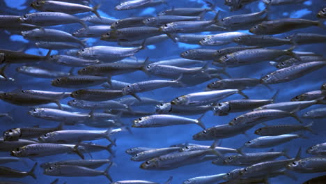 School-of-pacific-sardines-swimming-sideways