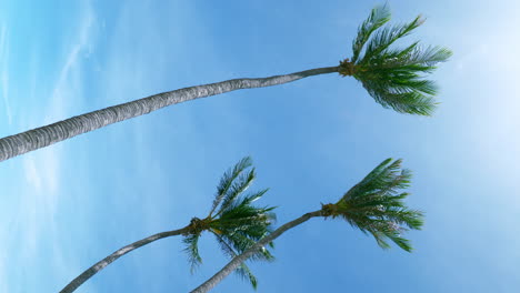 Beautiful-landscape-of-coconut-palm-trees-and-white-clouds-around-blue-sky