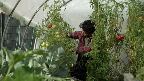 Man-Collecting-Tomatoes-In-Greenhouse