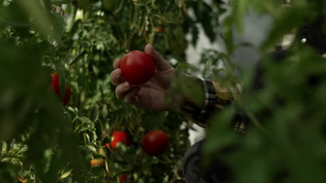 Hombre-Recogiendo-Tomates-En-Invernadero