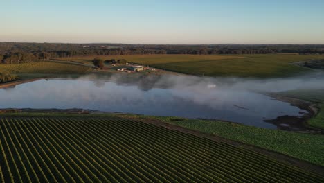 Cinematic-drone-shot-of-fog-flying-over-lake-surrounded-by-beautiful-vineyard-fields-at-sunrise