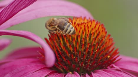 Macro-Of-A-Busy-honey-Bee-collecting-Nectar-from-an-orange-Coneflower-Head