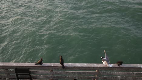 Sea-birds-sitting-on-the-handrail-of-the-Swakopmund-Jetty-in-Namibia