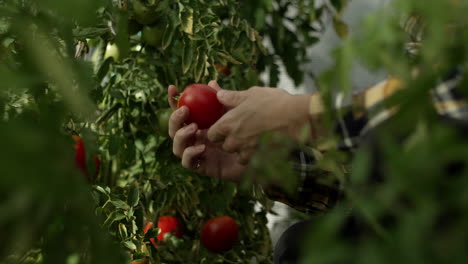 Hombre-Recogiendo-Tomates-En-Invernadero