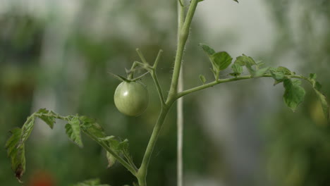 Unreife-Grüne-Tomaten-Auf-Dem-Gewächshaus