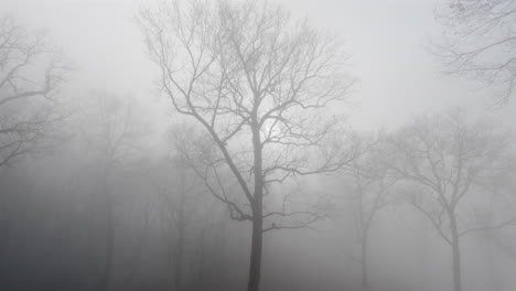 Foggy-dark-mysterious-forest