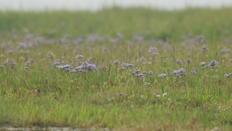 Static-medium-close-up-shot-of-a-flower-field-with-violet-flowers-near-the-shore-of-the-north-sea