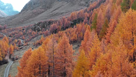 Shocking-orange-autumn-colors-of-tree-foliage-in-Aosta-Valley,-Italy