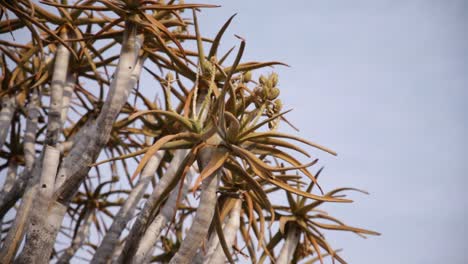 Die-Baumkrone-Und-Die-Blätter-Eines-Köcherbaums-Mit-Setzlingen-In-Namibia-Vor-Blauem-Himmel