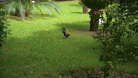Portugese-rooster-in-a-botanic-garden-at-San-Miguel,-Azores,-Portugal
