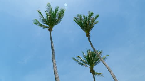 Coconut-palm-trees-bottom-view