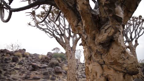 Focus-pull-from-one-Quiver-tree-to-another-Quiver-tree's-bark-showing-it's-flaky-texture-and-robust-nature-in-the-desert-in-Namibia