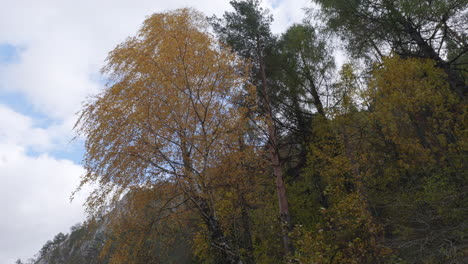 Blick-Von-Unten-Auf-Den-Gebirgsfluss,-Weiter-Mit-Den-Hohen-Bäumen-In-Herbstfarben,-Die-Sich-Im-Wind-Wiegen