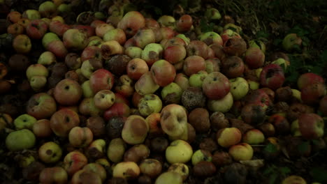 Manzanas-Podridas-En-La-Hierba