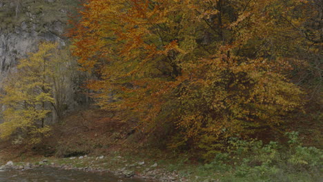 Ein-Baum-In-Allen-Farben-Des-Herbstes,-Der-Sich-Sanft-Im-Wind-Wiegt,-Steht-Neben-Einem-Felsen-An-Einem-Ruhigen-Gebirgsfluss
