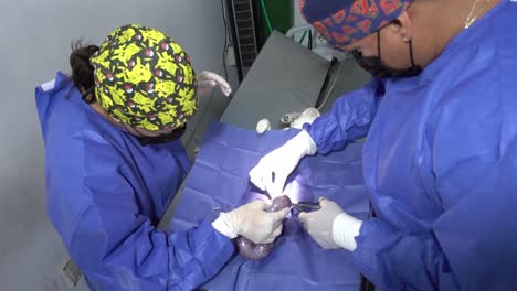 high-angle-shot-of-a-veterinary-surgeon-performing-surgery-on-a-cats-intestines