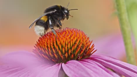 Wild-bumblebee-takes-off-into-flight-after-collecting-pollen-from-orange-Coneflower