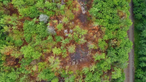 Wildfire-Damage-to-woodland-in-Massey,-Ontario