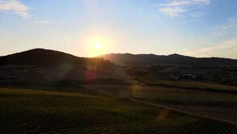 Aerial-panoramic-landscape-view-over-vineyard-rows,-in-the-hills-of-Tuscany,-italian-countryside,-at-sunrise