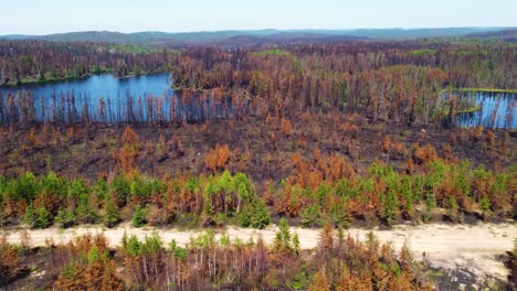 Nachwirkungen-Des-Größten-Waldbrandes-In-Québec,-Zerstörtes-Waldgebiet