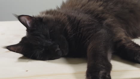 Close-up-sliding-shot-of-sleeping-black-maine-coon-cat