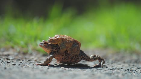 A-bigger-female-toad-carries-a-male-toad-during-the-mating-season-in-spring