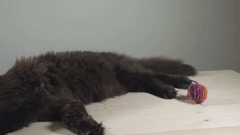 Black-maine-coon-cat-sleeping-on-a-table-–-sliding-shot