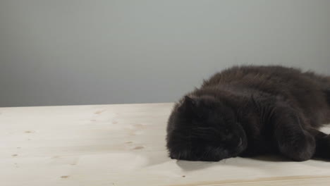 Black,-tired-maine-coon-cat-asleep-on-a-table-–-sliding-shot