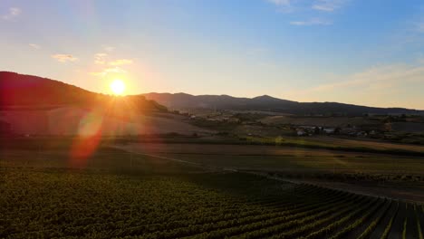 Aerial-landscape-view-over-vineyard-rows,-in-the-hills-of-Tuscany,-italian-countryside,-at-sunrise