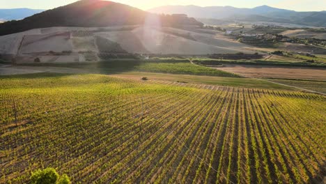 Aerial-panoramic-landscape-view-of-vineyard-rows,-in-the-hills-of-Tuscany,-in-the-italian-countryside,-at-sunrise