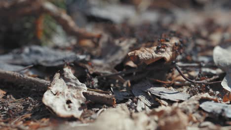 Braune-Ameisen-Kriechen-über-Die-Trockenen,-Verwesenden-Blätter,-Die-Den-Waldboden-Bedecken