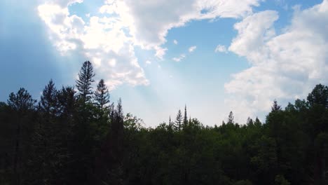 Dynamic-aerial-sweeping-past-pines-trees-revealing-vast-woodland