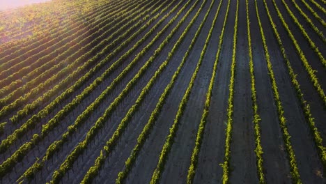 Aerial-top-view-over-Tuscany-hills-with-many-vineyard-rows,-in-the-italian-countryside,-at-sunrise