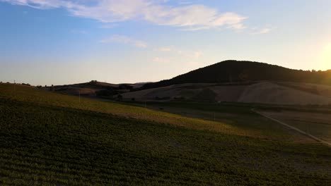 Aerial-landscape-view-over-vineyard-rows,-in-the-hills-of-Tuscany,-italian-countryside,-at-sunset