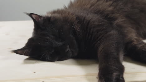 Close-up-sliding-shot-of-sleeping-black-maine-coon-cat