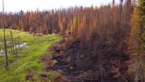 Drone-images-show-the-boundary-between-the-end-of-a-forest-fire-and-the-still-intact-nature