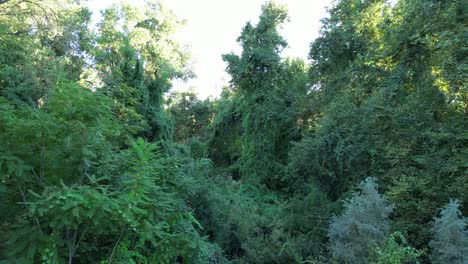 Flying-Through-Jungle-Creek-Greenbelt-Overgrowth